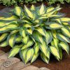 Hosta Magic Island